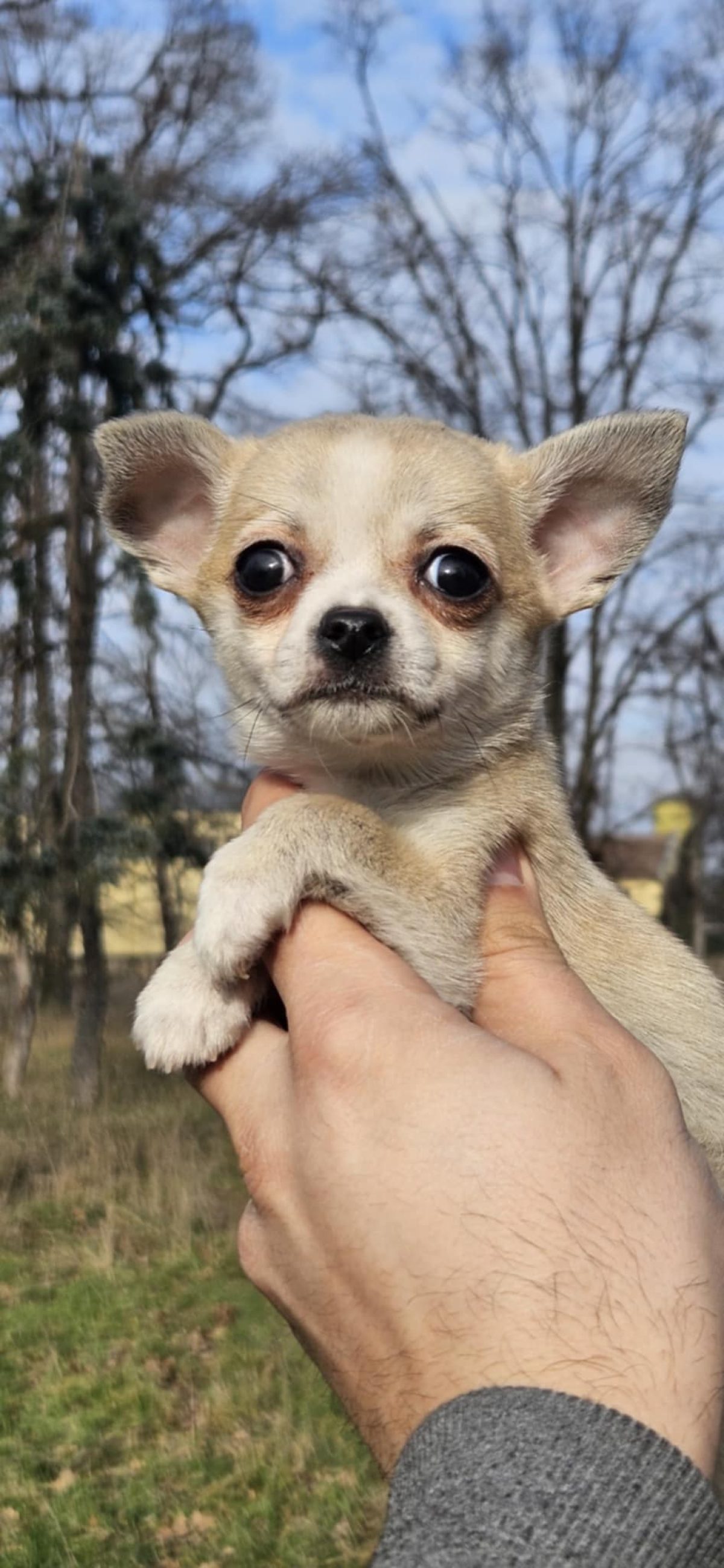 Fawn Chihuahua Deer 8+ Hundred Chihuahua Fawn Royalty-Free Images