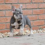 Sedrick-male-french-bulldog-puppy-for-sale- (1)