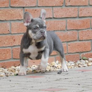 Sedrick French Bulldog