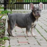 Sedrick-male-french-bulldog-puppy-for-sale- (2)