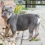 Sedrick-male-french-bulldog-puppy-for-sale- (3)