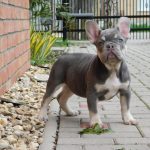 Sedrick-male-french-bulldog-puppy-for-sale- (4)