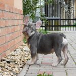 Sedrick-male-french-bulldog-puppy-for-sale- (5)