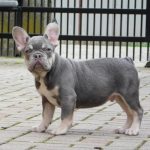Izabella French Bulldog