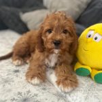 Odin Cavapoo