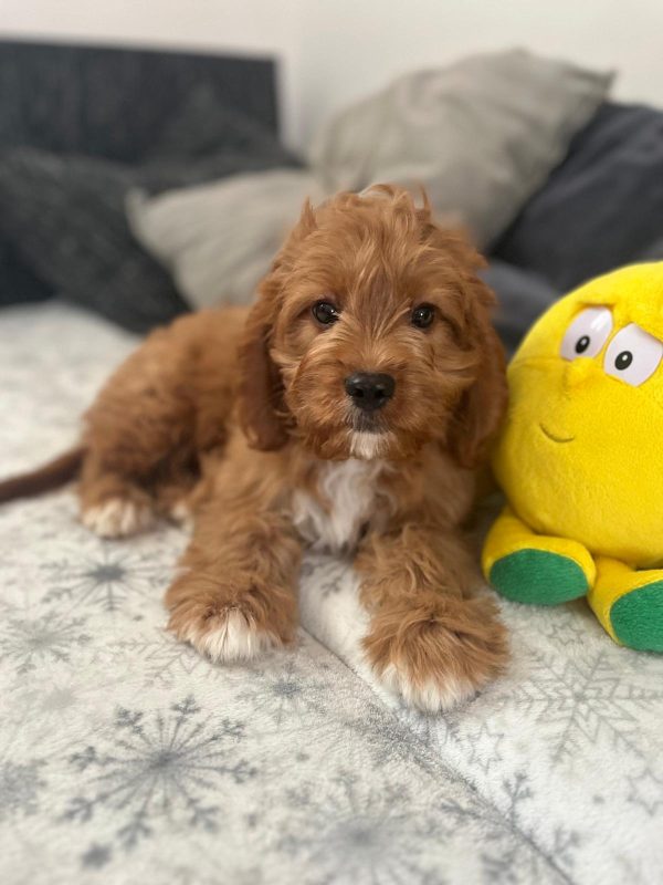 Simba Cavapoo