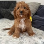Simba-male-cavapoo-puppy-for-sale- (2)