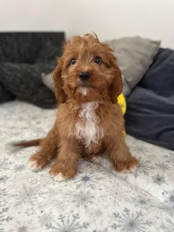 Simba Cavapoo
