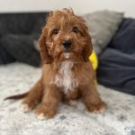 Simba-male-cavapoo-puppy-for-sale- (3)