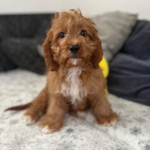 Simba Cavapoo