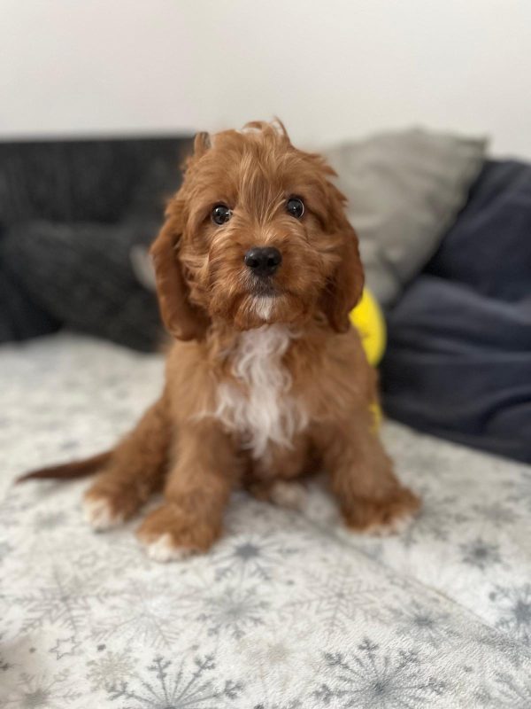 Simba Cavapoo