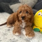 Simba-male-cavapoo-puppy-for-sale- (4)