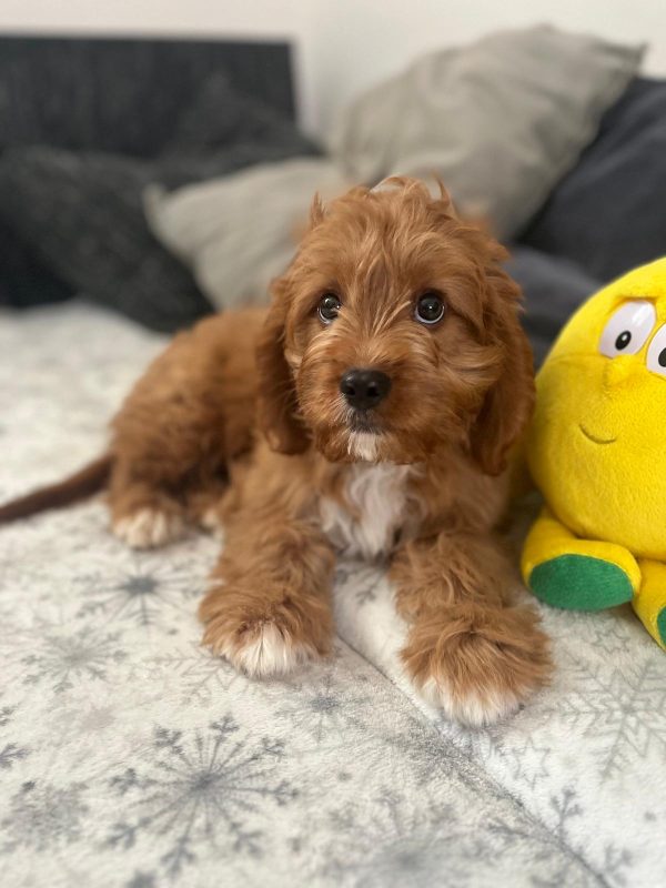 Simba Cavapoo