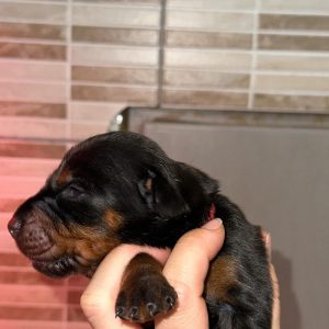 Sina Dobermann