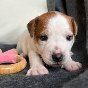 Tardy Jack Russell Terrier