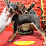 Wisma Russian Toy Terrier