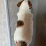 Tina-female-Jack-Russell-Terrier-puppy-for-sale-1