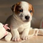 Tina-female-Jack-Russell-Terrier-puppy-for-sale-2
