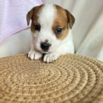 Tina-female-Jack-Russell-Terrier-puppy-for-sale-3