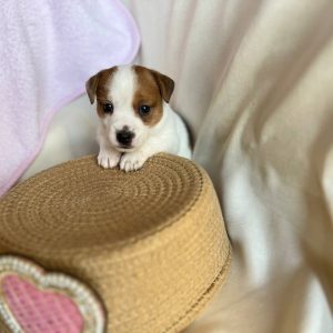 Tina Jack Russell Terrier