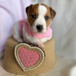 Tina Jack Russell Terrier