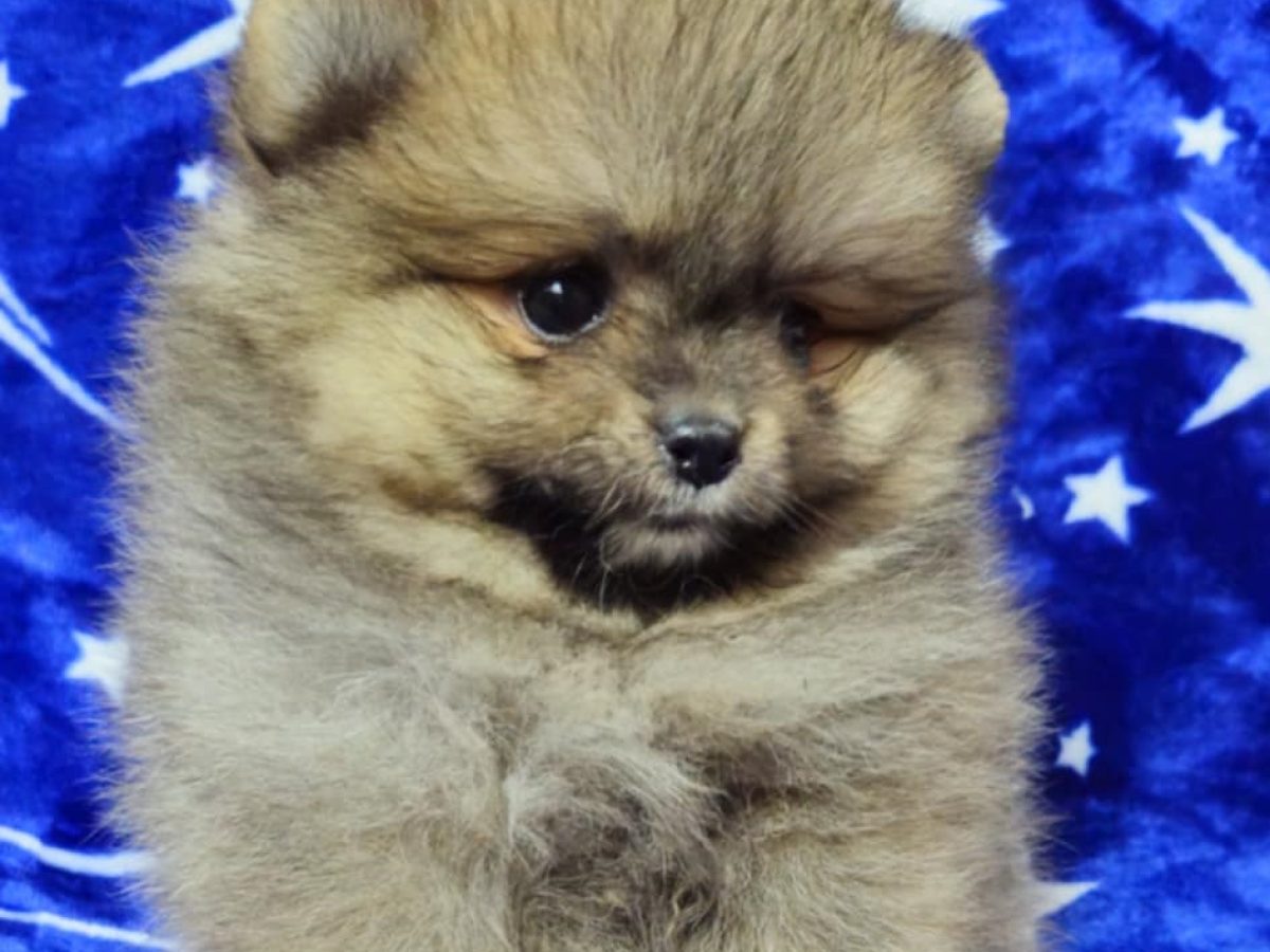 For Sale Pomeranian Club Rescue Pomeranian Breed Puppies For Sale