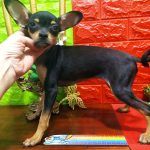 Viola Russian Toy Terrier
