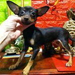 Viola Russian Toy Terrier