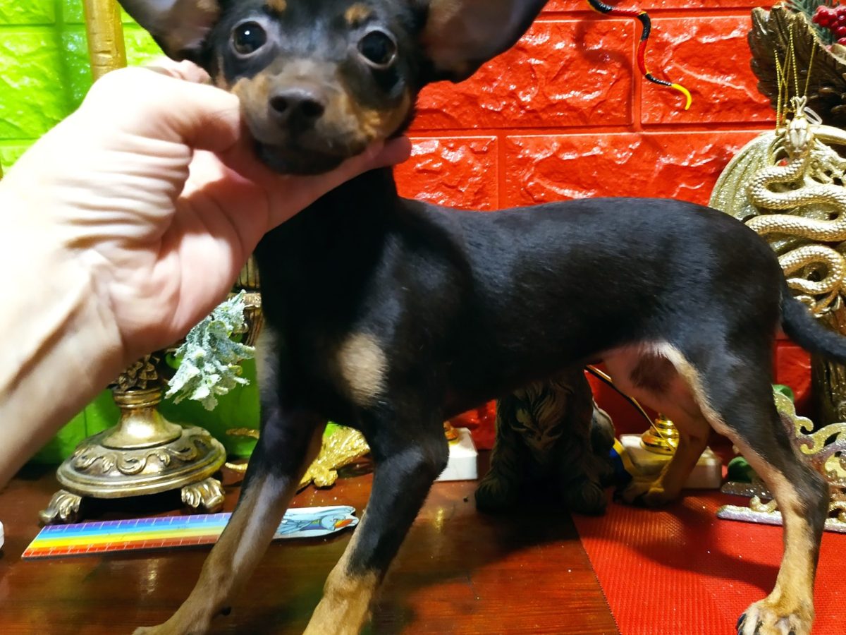 mini russian toy terrier
