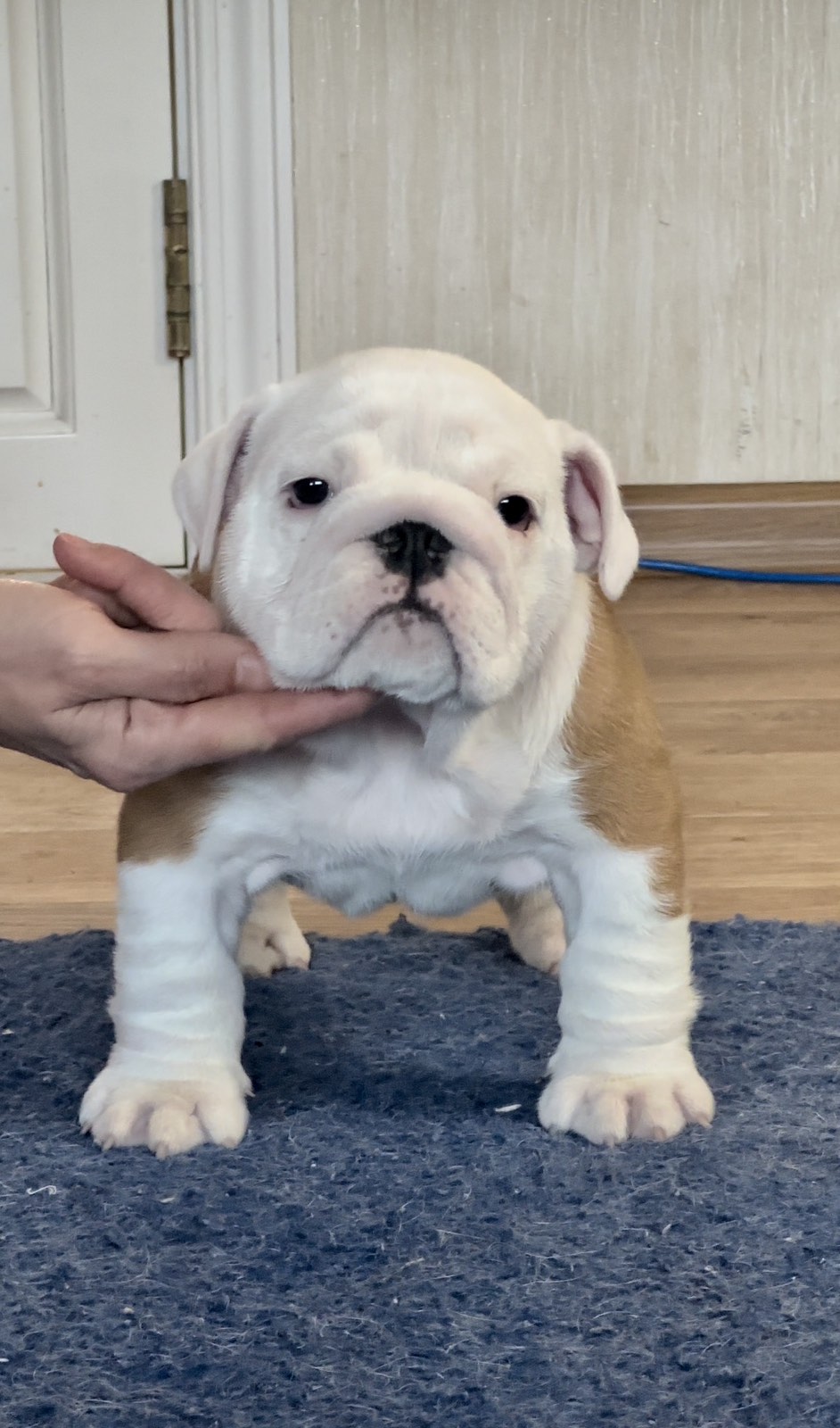 Dog Breeds Miniature Victorian Bulldog Dog Breeds Short English