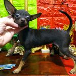 Viola-female-Russian-Toy-puppy-for-sale-1