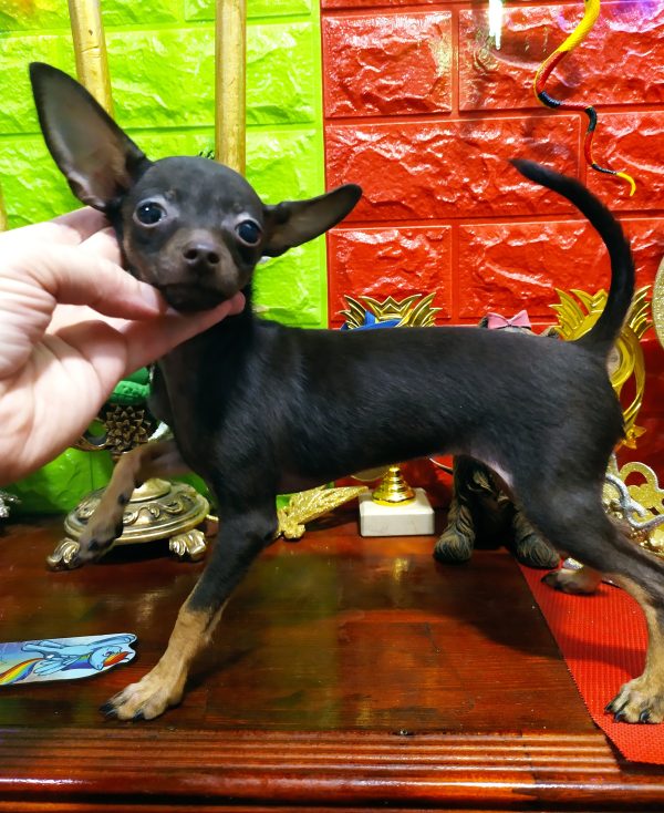 Viola Russian Toy Terrier