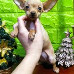 Wisma Russian Toy Terrier