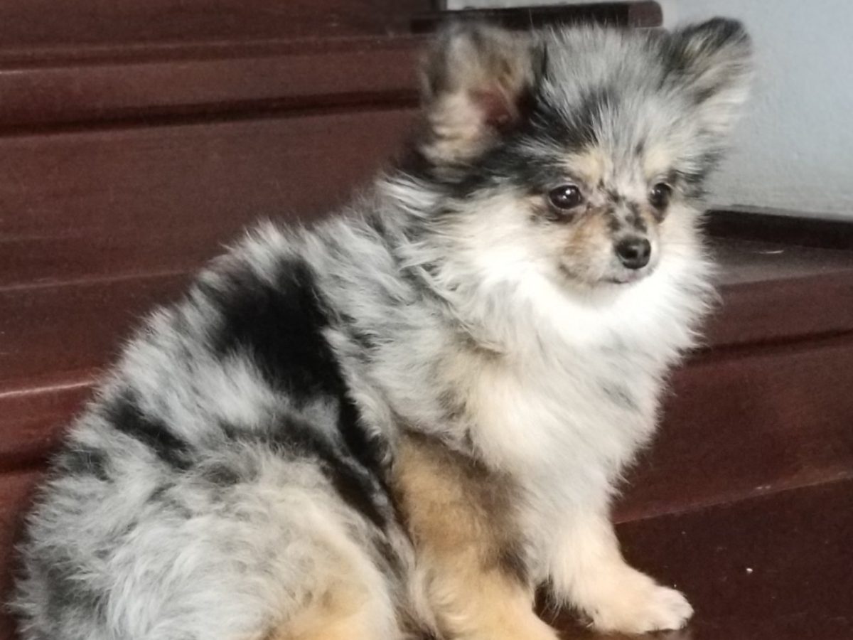 Pomeranian Mix Bichon Frise Mixed With Chihuahua Pomchi Chihuahua