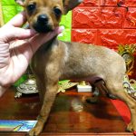 Wisma-female-Russian-Toy-puppy-for-sale-1
