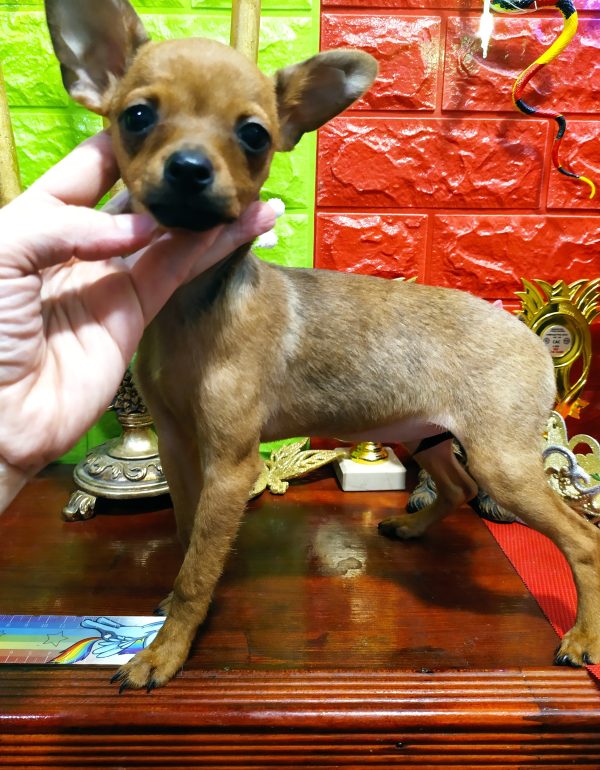 Wisma Russian Toy Terrier