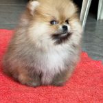 Yally-female-Pomeranian puppy-for-sale- (1)