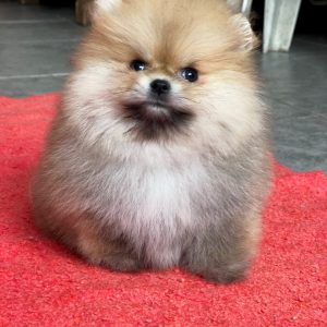 Yally Pomeranian