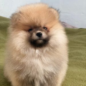 Yannis Pomeranian