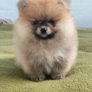 Yannis Pomeranian