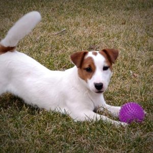 Ariadna Jack Russell Terrier