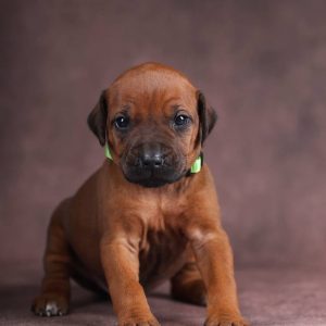 Astra Rhodesian Ridgeback