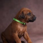 Penny Rhodesian Ridgeback