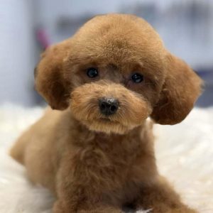 Babsy