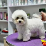 Brandy Bichon Frise