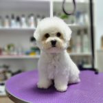 Blonden-male-Bichon-Frise-puppy-for-sale-2