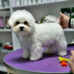 Blonden-male-Bichon-Frise-puppy-for-sale-3