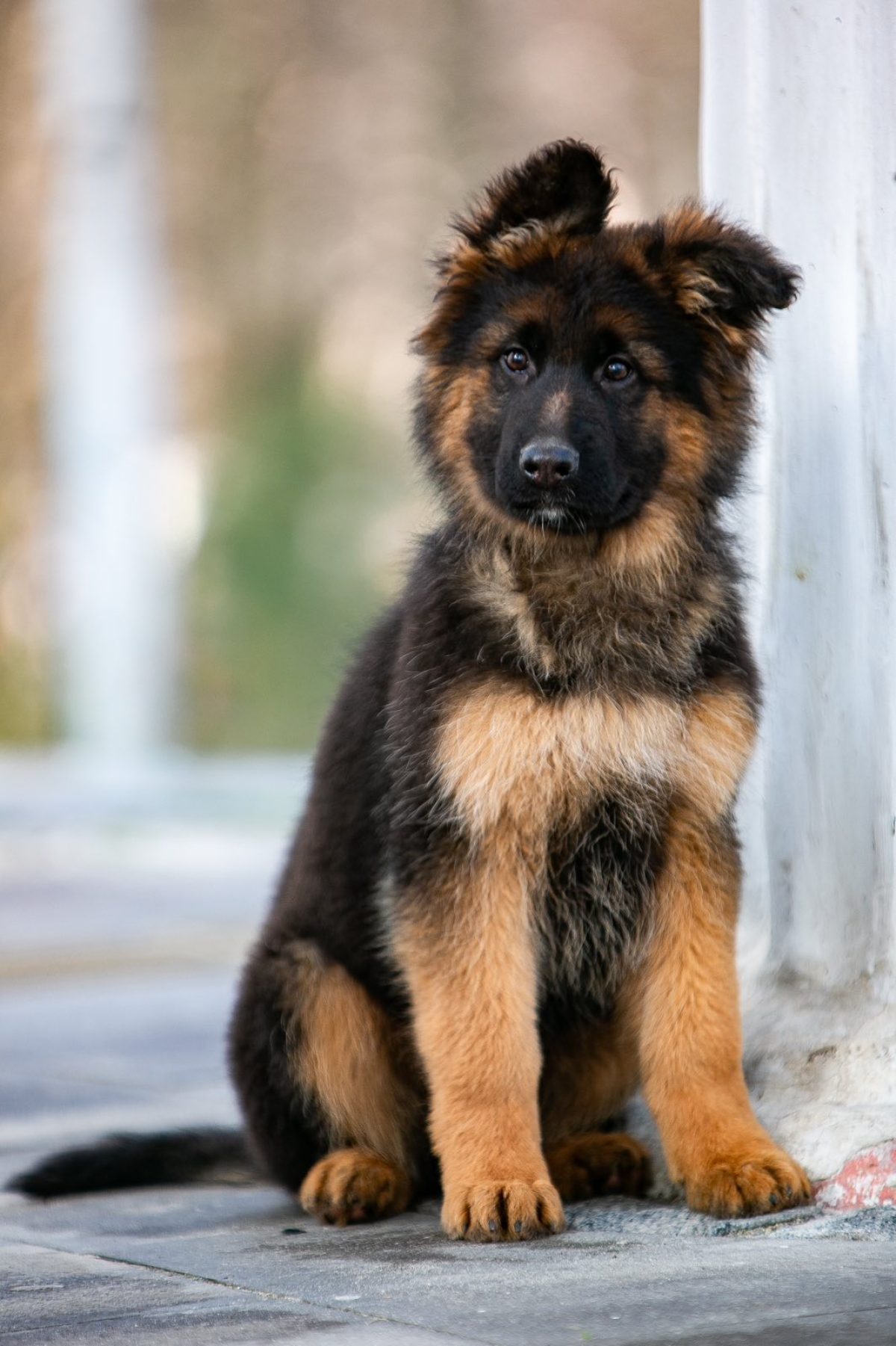 Michigan Puppies Import German Shepherd Puppies Top Champion Dogs