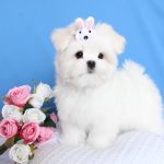 Carnival-male-Maltese-puppy-for-sale-1