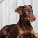 Simfoniya Dobermann